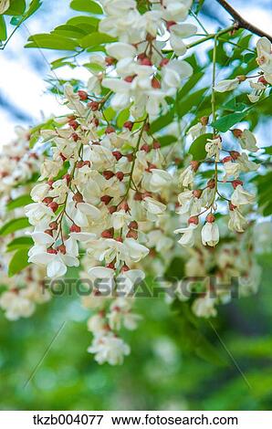 Locust tree View Large Photo Image Stock Photo - Locust tree. Fotosearch