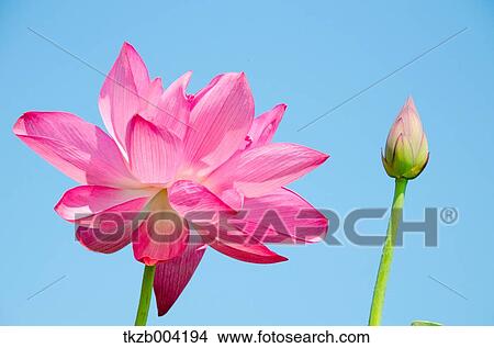 Lotus View Large Photo Image Picture - Lotus. Fotosearch