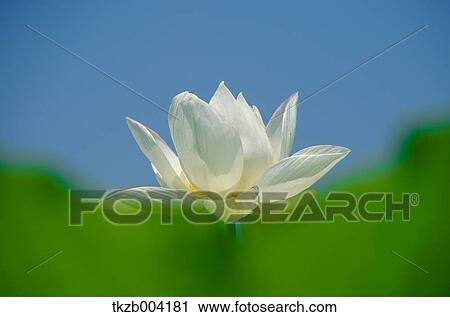 Stock Image - Lotus. Fotosearch