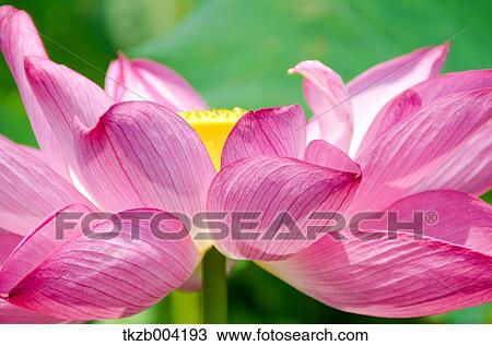 Lotus View Large Photo Image Stock Image - Lotus. Fotosearch