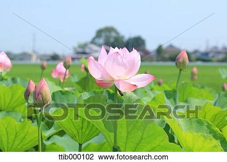 Lotus View Large Photo Image Stock Image - Lotus. Fotosearch