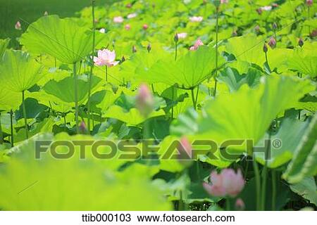 Lotus View Large Photo Image Stock Image - Lotus. Fotosearch