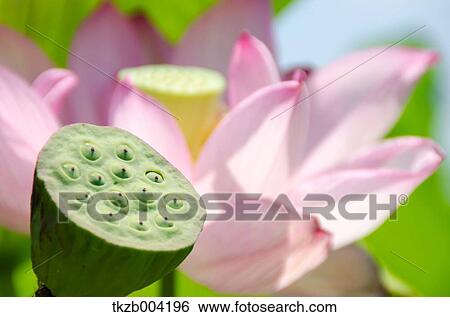 Lotus View Large Photo Image Stock Photograph - Lotus. Fotosearch