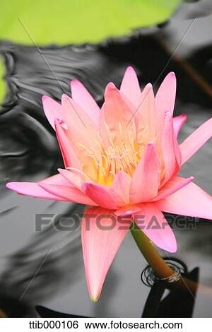 Stock Photograph - Lotus. Fotosearch