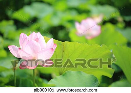 Lotus View Large Photo Image Stock Photography - Lotus. Fotosearch