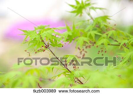 Maple leaves View Large Photo Image Stock Photo - Maple leaves. Fotosearch
