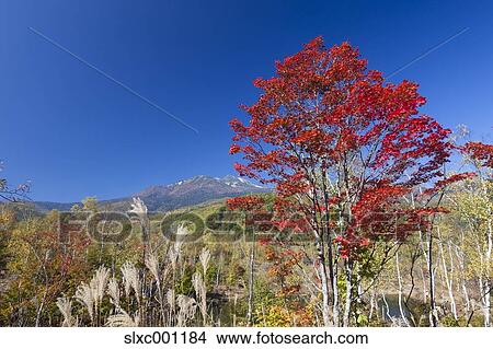 Picture - Nagano Prefecture, Japan. Fotosearch