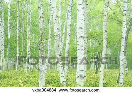 Picture - Nagano Prefecture, Japan. Fotosearch