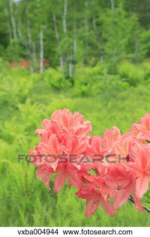 Picture - Nagano Prefecture, Japan. Fotosearch