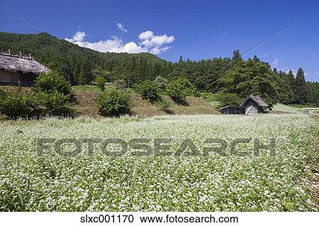 Nagano Prefecture, Japan View Large Photo Image Stock Image - Nagano Prefecture, Japan. Fotosearch