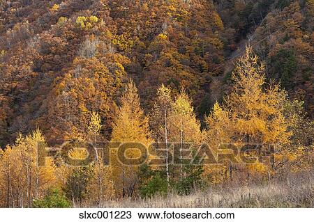 Nagano Prefecture, Japan View Large Photo Image Stock Image - Nagano Prefecture, Japan. Fotosearch