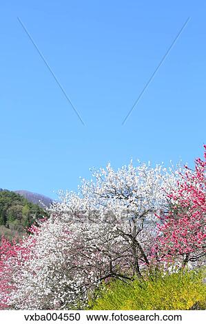 Nagano Prefecture, Japan View Large Photo Image Stock Image - Nagano Prefecture, Japan. Fotosearch
