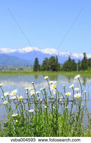 Nagano Prefecture, Japan View Large Photo Image Stock Image - Nagano Prefecture, Japan. Fotosearch