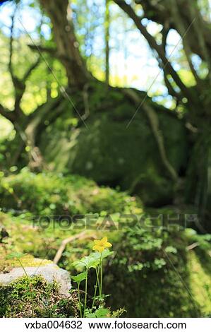 Nagano Prefecture, Japan View Large Photo Image Stock Image - Nagano Prefecture, Japan. Fotosearch