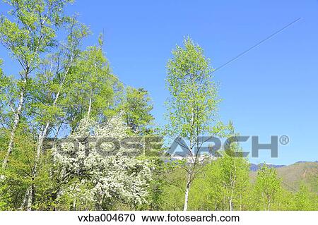 Nagano Prefecture, Japan View Large Photo Image Stock Image - Nagano Prefecture, Japan. Fotosearch
