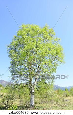 Nagano Prefecture, Japan View Large Photo Image Stock Image - Nagano Prefecture, Japan. Fotosearch