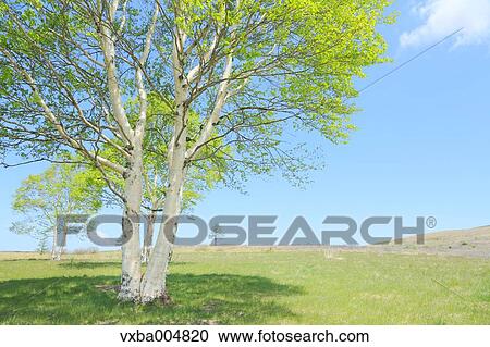 Nagano Prefecture, Japan View Large Photo Image Stock Image - Nagano Prefecture, Japan. Fotosearch