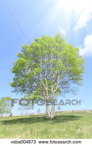 Stock Image - Nagano Prefecture, Japan. Fotosearch