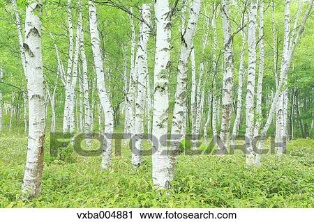 Nagano Prefecture, Japan View Large Photo Image Stock Image - Nagano Prefecture, Japan. Fotosearch