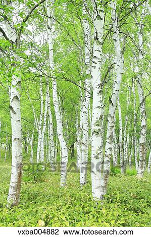 Nagano Prefecture, Japan View Large Photo Image Stock Image - Nagano Prefecture, Japan. Fotosearch