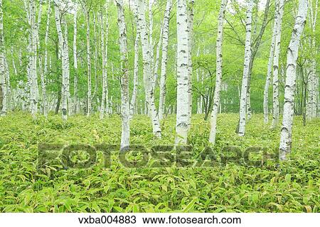 Nagano Prefecture, Japan View Large Photo Image Stock Image - Nagano Prefecture, Japan. Fotosearch