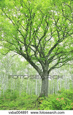 Nagano Prefecture, Japan View Large Photo Image Stock Image - Nagano Prefecture, Japan. Fotosearch