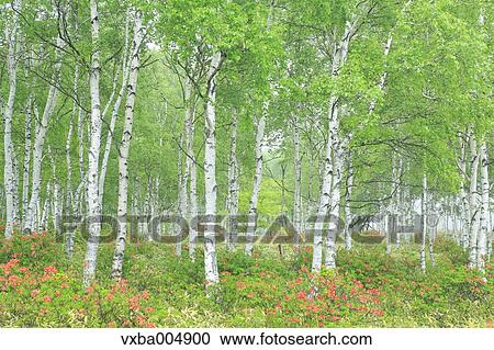 Stock Image - Nagano Prefecture, Japan. Fotosearch