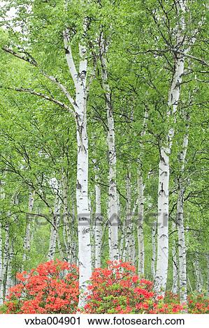 Stock Image - Nagano Prefecture, Japan. Fotosearch