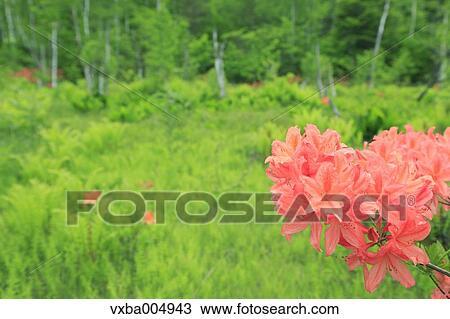Nagano Prefecture, Japan View Large Photo Image Stock Image - Nagano Prefecture, Japan. Fotosearch