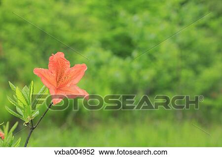 Nagano Prefecture, Japan View Large Photo Image Stock Image - Nagano Prefecture, Japan. Fotosearch