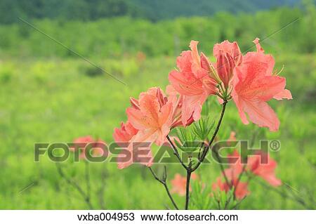 Nagano Prefecture, Japan View Large Photo Image Stock Image - Nagano Prefecture, Japan. Fotosearch