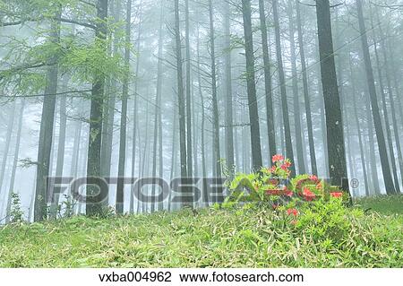 Nagano Prefecture, Japan View Large Photo Image Stock Image - Nagano Prefecture, Japan. Fotosearch