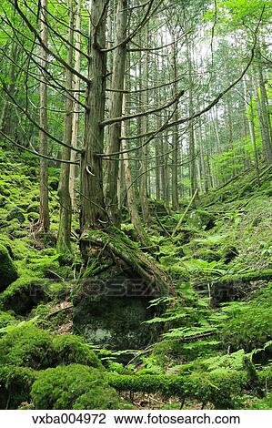 Stock Image - Nagano Prefecture, Japan. Fotosearch
