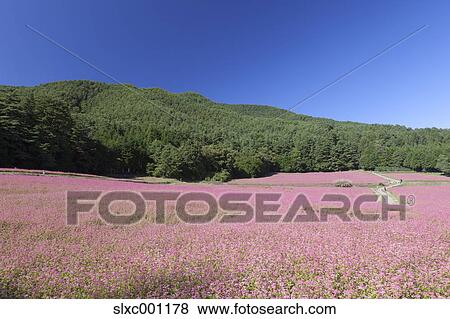 Nagano Prefecture, Japan View Large Photo Image Stock Photo - Nagano Prefecture, Japan. Fotosearch