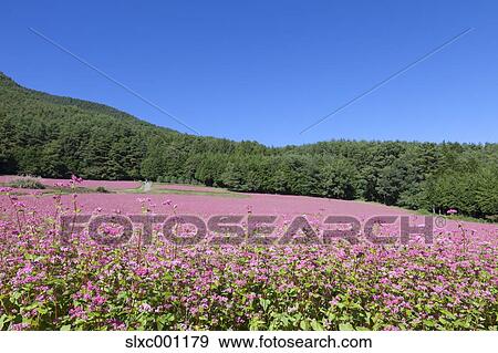 Nagano Prefecture, Japan View Large Photo Image Stock Photo - Nagano Prefecture, Japan. Fotosearch