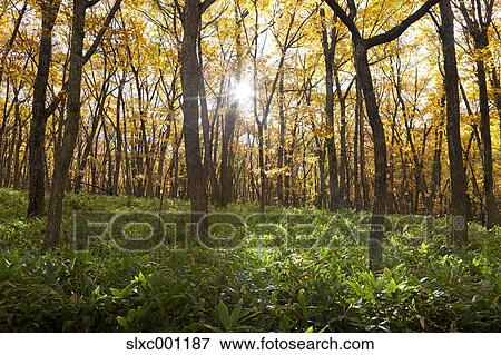 Nagano Prefecture, Japan View Large Photo Image Stock Photo - Nagano Prefecture, Japan. Fotosearch