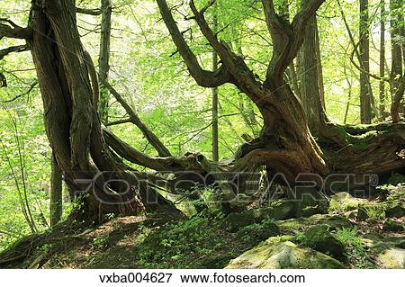 Stock Photo - Nagano Prefecture, Japan. Fotosearch