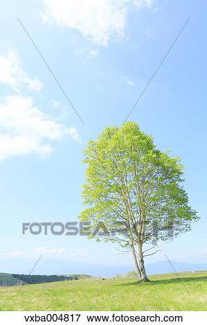Nagano Prefecture, Japan View Large Photo Image Stock Photo - Nagano Prefecture, Japan. Fotosearch