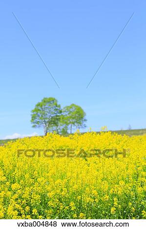 Stock Photo - Nagano Prefecture, Japan. Fotosearch