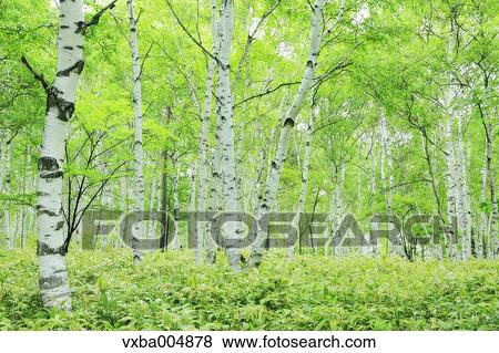 Stock Photo - Nagano Prefecture, Japan. Fotosearch