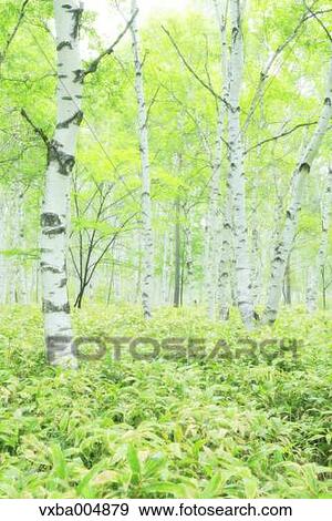 Stock Photo - Nagano Prefecture, Japan. Fotosearch