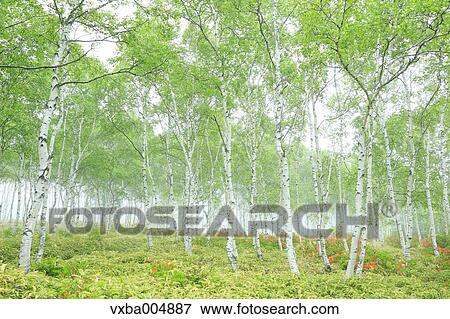 Stock Photo - Nagano Prefecture, Japan. Fotosearch