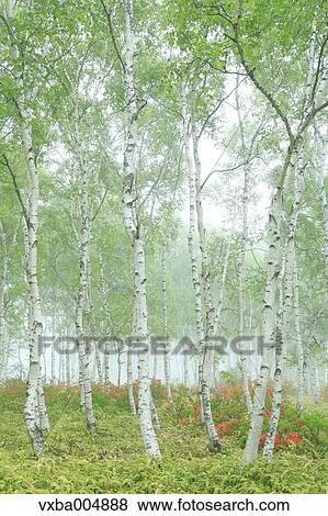 Nagano Prefecture, Japan View Large Photo Image Stock Photo - Nagano Prefecture, Japan. Fotosearch