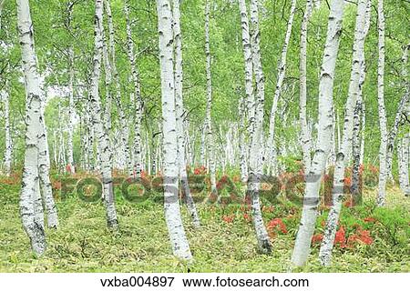 Stock Photo - Nagano Prefecture, Japan. Fotosearch
