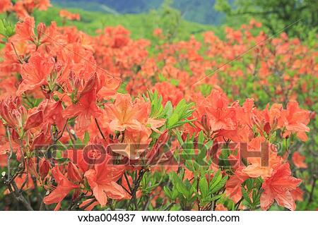 Nagano Prefecture, Japan View Large Photo Image Stock Photo - Nagano Prefecture, Japan. Fotosearch