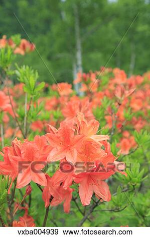 Stock Photo - Nagano Prefecture, Japan. Fotosearch