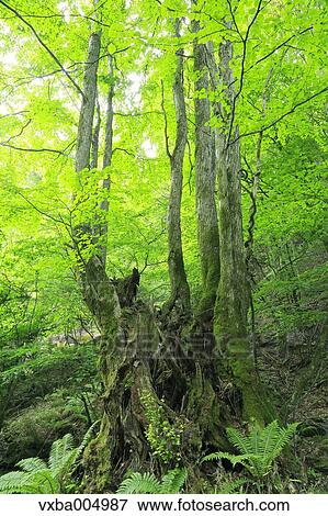Nagano Prefecture, Japan View Large Photo Image Stock Photo - Nagano Prefecture, Japan. Fotosearch