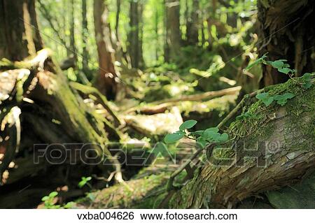 Nagano Prefecture, Japan View Large Photo Image Stock Photograph - Nagano Prefecture, Japan. Fotosearch