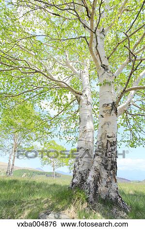 Stock Photograph - Nagano Prefecture, Japan. Fotosearch