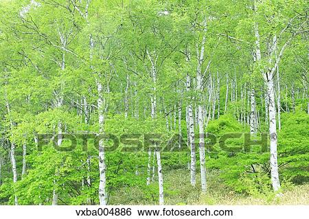 Stock Photograph - Nagano Prefecture, Japan. Fotosearch